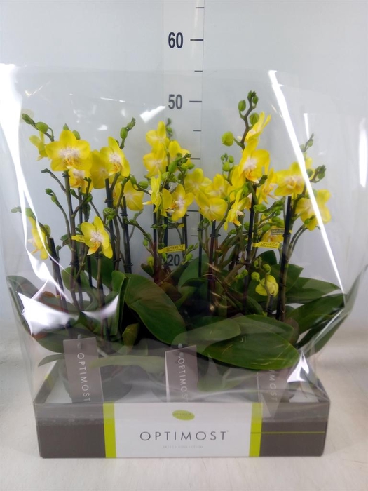 <h4>Phalaenopsis multi. 'Ant Arezzo'</h4>