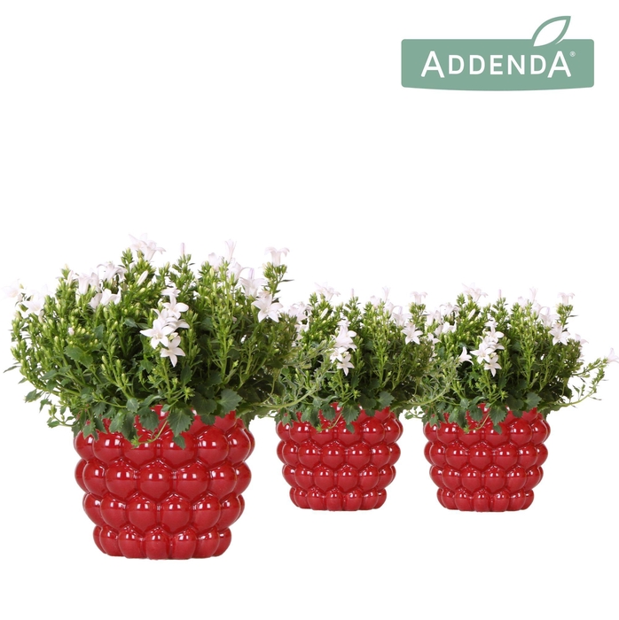 <h4>Campanula Addenda Ambella white in Berry pot</h4>