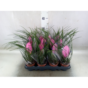 Tillandsia cyanea 'Anita'