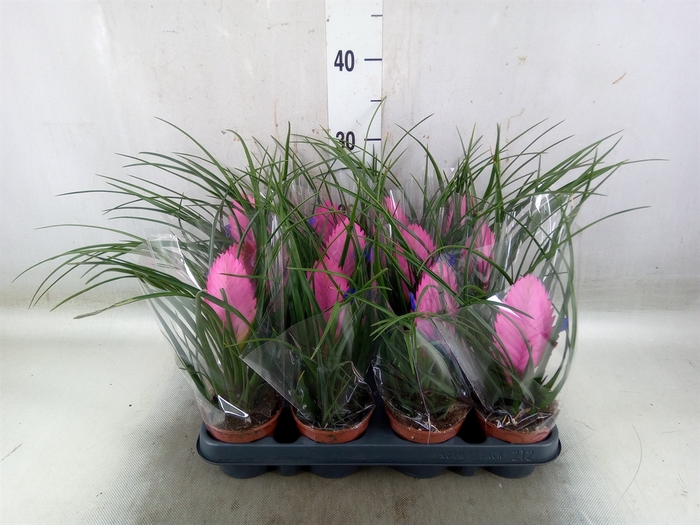 <h4>Tillandsia cyanea 'Anita'</h4>