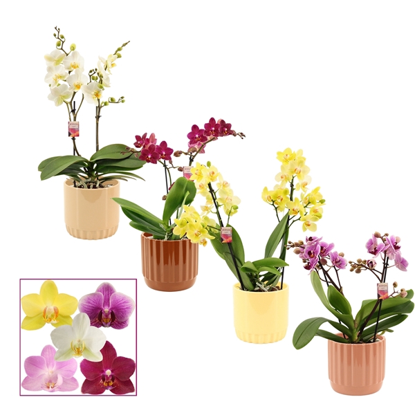 <h4>Phalaenopsis multiflora 2 tak mix in Liam (Coffee blend-collect</h4>