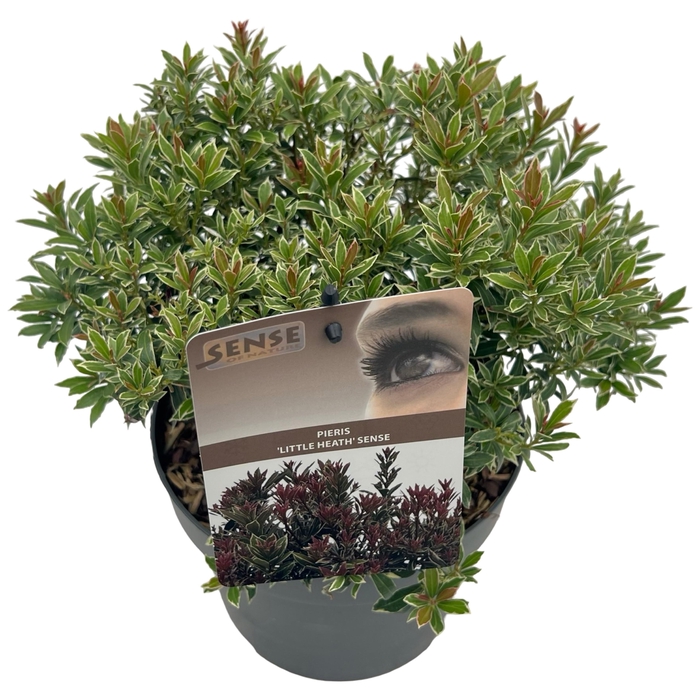 <h4>Pieris jap. 'Little Heath' sense</h4>