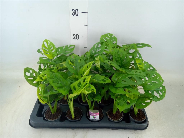 <h4>Monstera obliqua 'Monkey Mask'</h4>