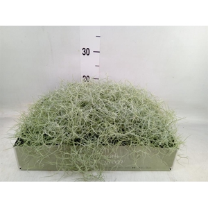 Tillandsia usneoides