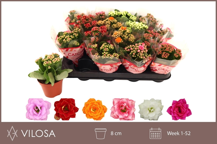 <h4>KAL GE GEM 5 KL</h4>