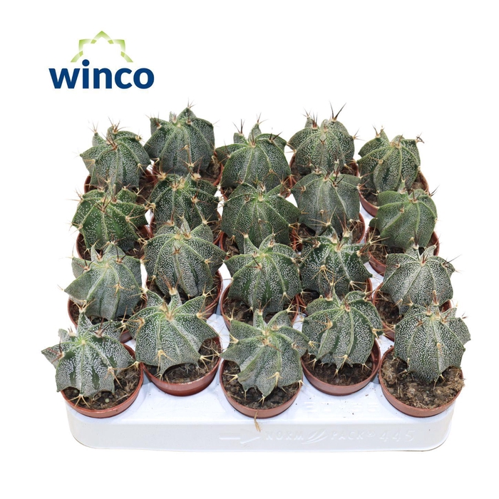 <h4>Astrophytum Ornatum</h4>