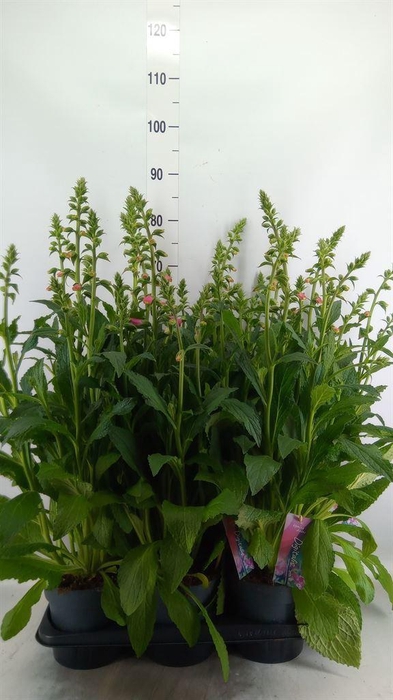 <h4>Digitalis  'Pink Panther'</h4>