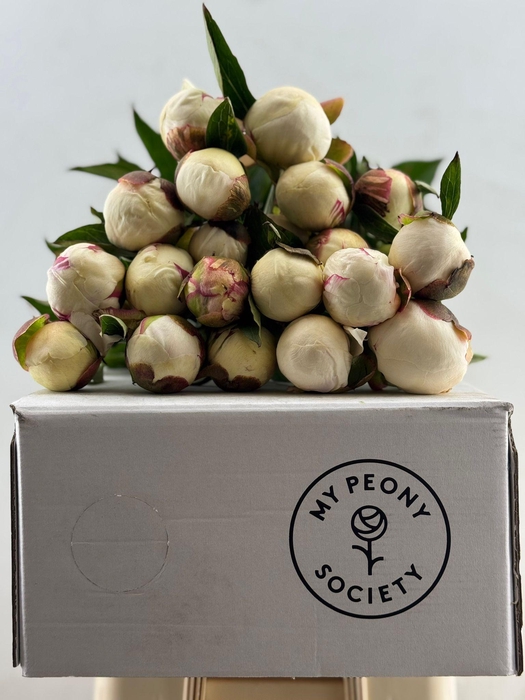 <h4>Paeonia Mary E. Nicholls</h4>