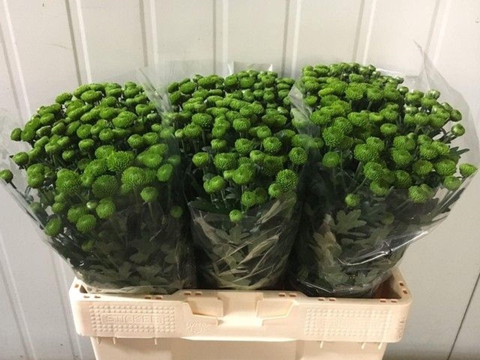 <h4>Chr San AAA Peptalk</h4>