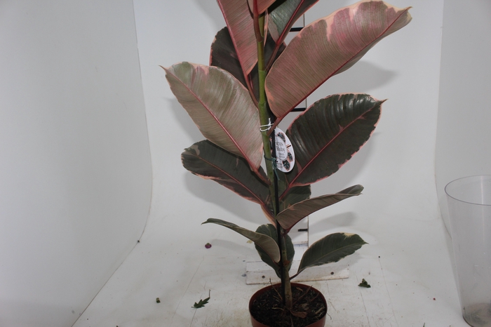 <h4>FICUS ELASTICA RUBY P17</h4>