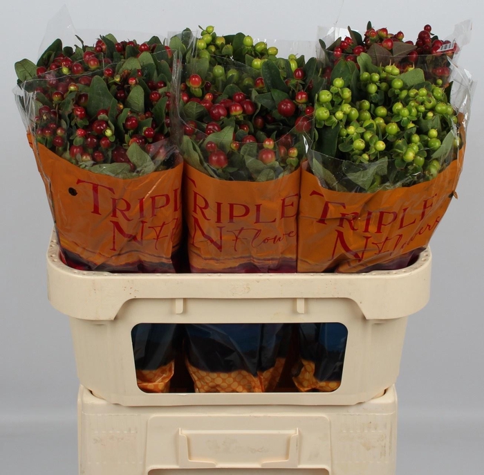 <h4>HYP MAG GEM</h4>