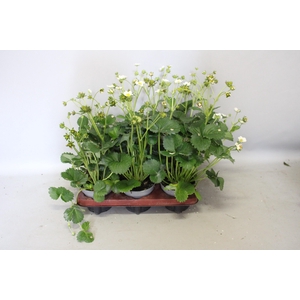 Aardbei / Fragaria 12cm