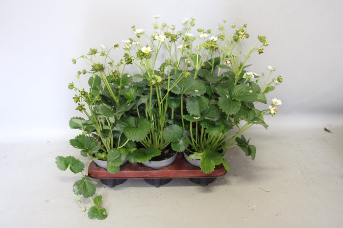<h4>Aardbei / Fragaria 12cm</h4>