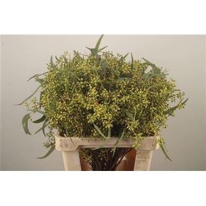 Euc Greenberry Per Bunch