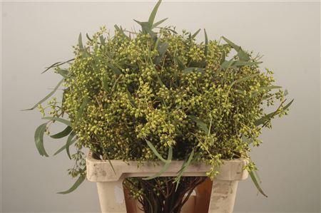 <h4>Euc Greenberry Per Bunch</h4>