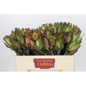 Leucadendron Senorita