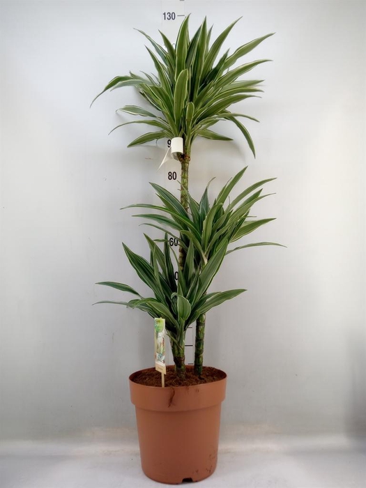 <h4>Dracaena fr de 'Warneckei'</h4>