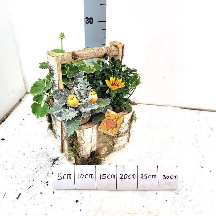 <h4>ARR TUINPLANTEN</h4>