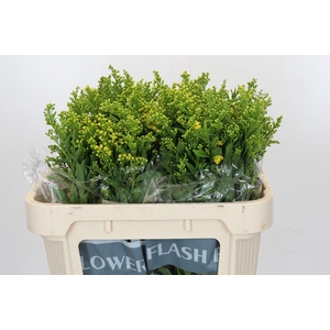 Solidago Golden Glory