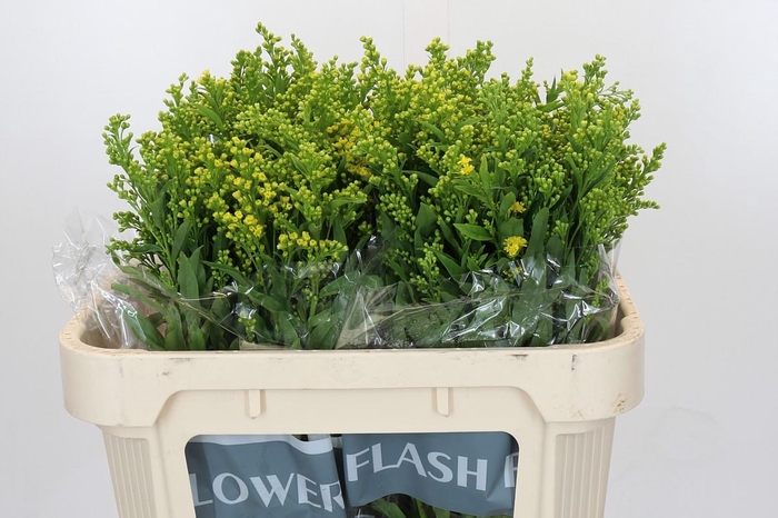 <h4>Solidago Golden Glory</h4>