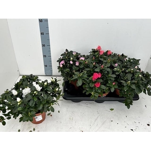 RHODO SI V GEM 4 SRT