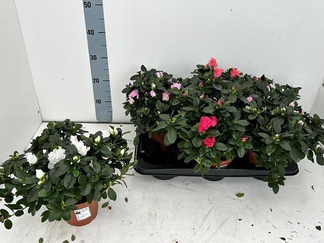 <h4>RHODO SI V GEM 4 SRT</h4>