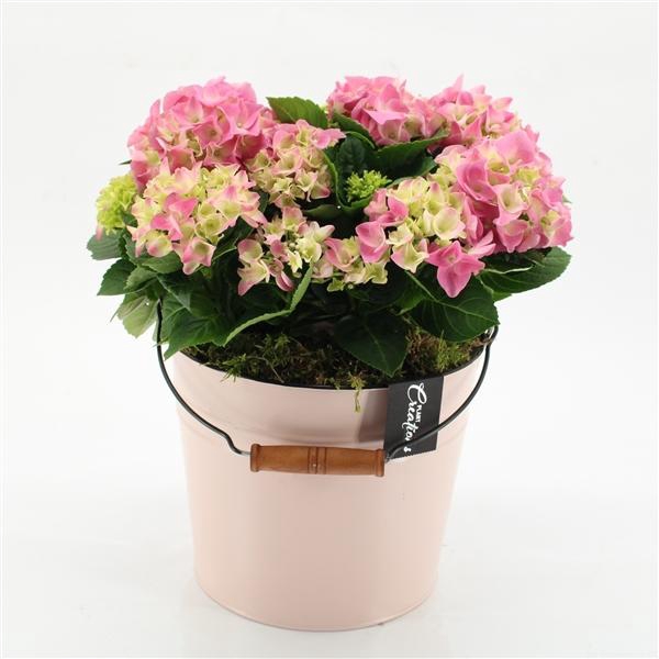 <h4>Arrangementen Hydrangea H%</h4>