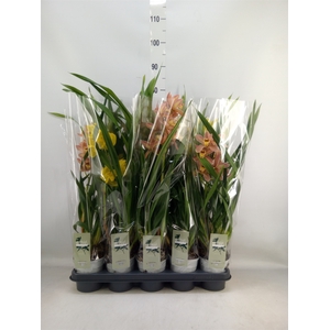 Cymbidium   ...mix
