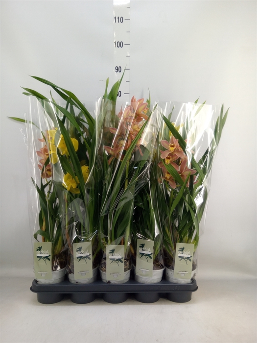 <h4>Cymbidium   ...mix</h4>