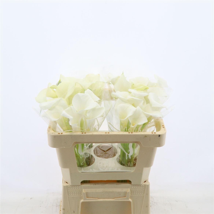 <h4>Calla Ivory Art</h4>
