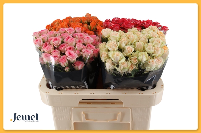 <h4>R TR GEM IN FUST Tros Water</h4>