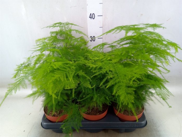 <h4>Asparagus setaceus</h4>