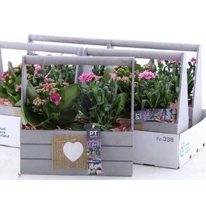 ARR TUINPLANTEN