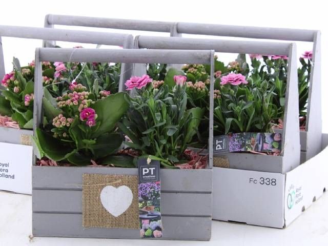 <h4>ARR TUINPLANTEN</h4>