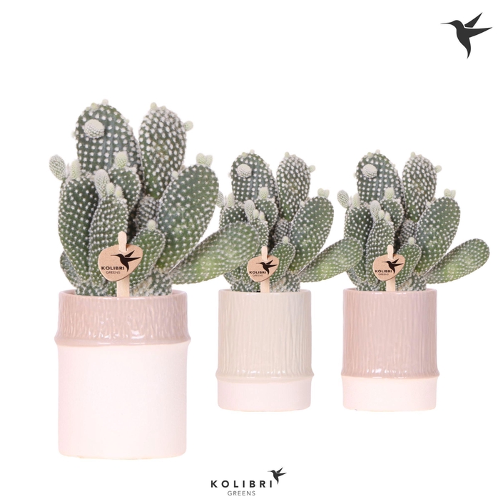 <h4>Kolibri Greens Opuntia white in Bamboo pot mix</h4>
