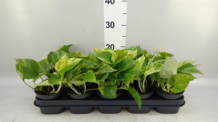 <h4>Epipremnum pinn. 'Marble Queen'</h4>