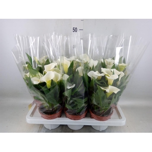 Zantedeschia   ...