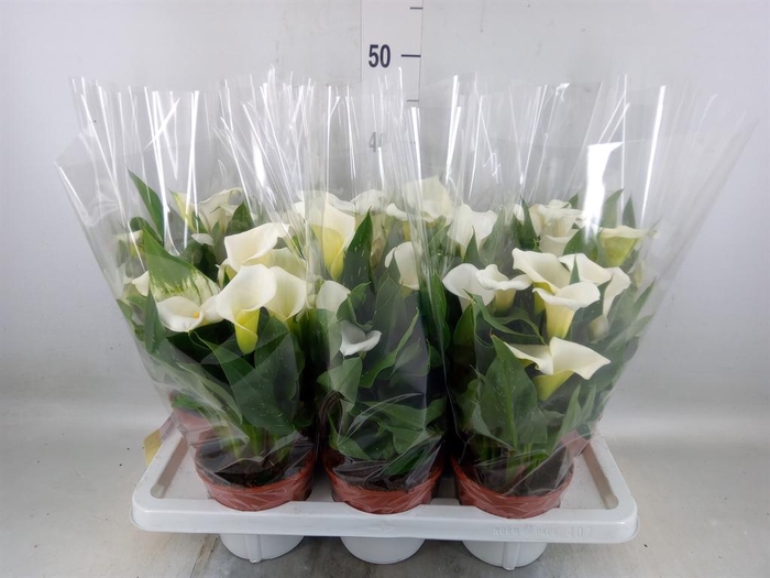 <h4>Zantedeschia   ...</h4>