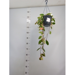 Hoya carnosa 'Floraganza Flamingo'