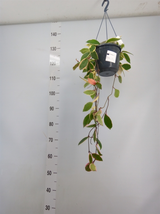 <h4>Hoya carnosa 'Floraganza Flamingo'</h4>