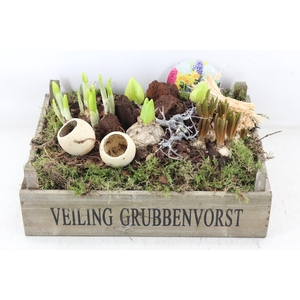 arr4 Bollenmix VL - Kist Grubbenvorst