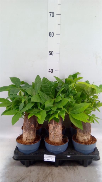<h4>Pachira aquatica</h4>