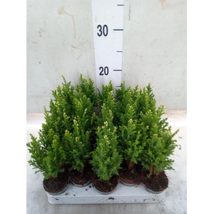 Chamaecyparis laws. 'Snow White'