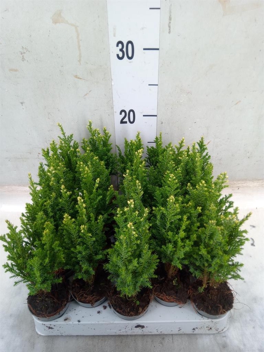 <h4>Chamaecyparis laws. 'Snow White'</h4>