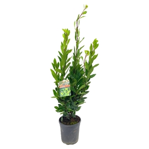 Laurus nobilis