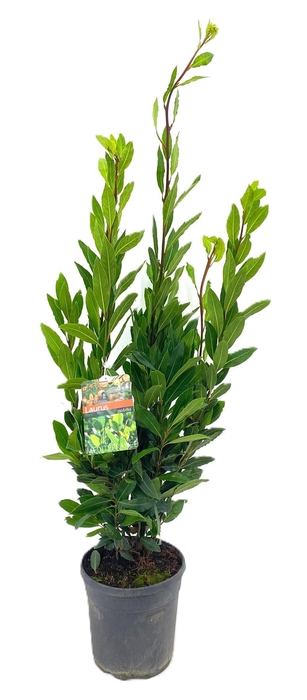<h4>Laurus nobilis</h4>