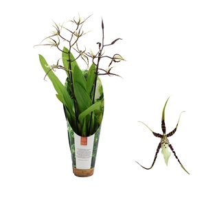 Inca Brassia Toscane 2 spike 9cm in luxury jungle cover