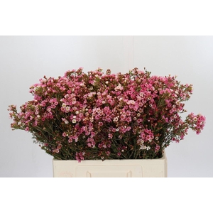 Chamelaucium Sarah's Delight