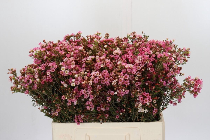 <h4>Chamelaucium Sarah's Delight</h4>