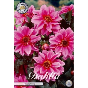 Dahlia Fascination x1